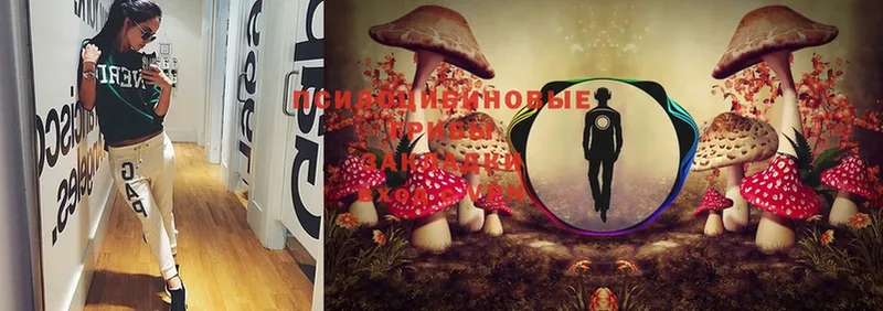 Псилоцибиновые грибы Psilocybe Белёв